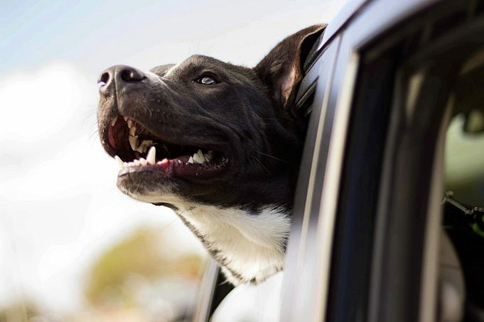 11+ Bewertungen Der Besten Hunderampen Leicht Und Faltbar