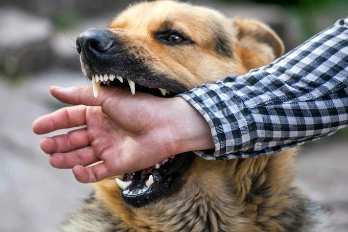 6 Der Häufigsten Probleme Mit Drahtlosen Hundezäunen – Gelöst!