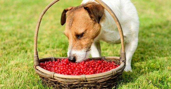 Dürfen Hunde Beeren Essen? Ja & Nein – Sehen Sie Sich Die Liste An
