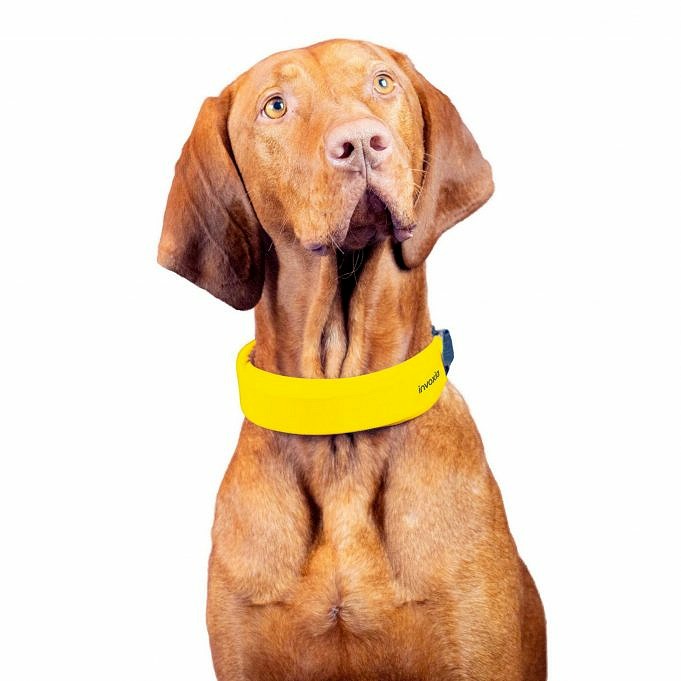 Fi Smart Dog Collar Hält Ihren Hund Gesund