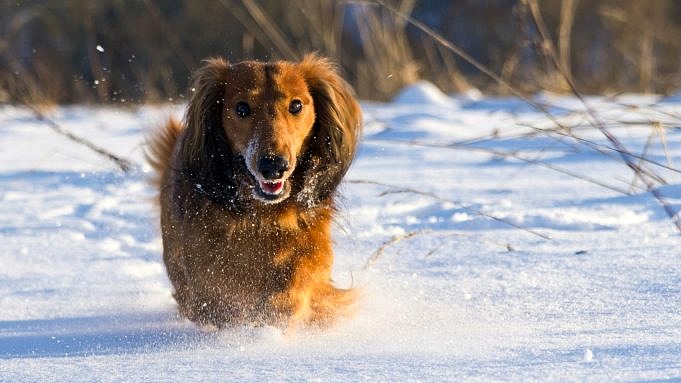 Hier Sind 5 Tipps, Um Ihren Hund Im Winter Warm Zu Halten